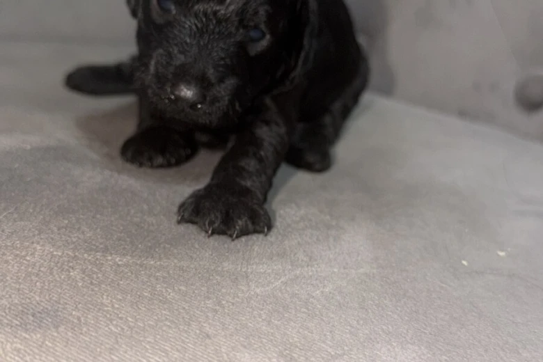 Miniature Poodle