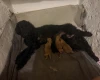 Miniature Poodle
