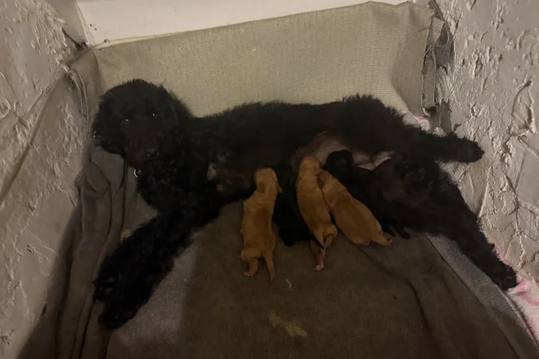 Miniature Poodle