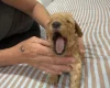 Miniature Poodle