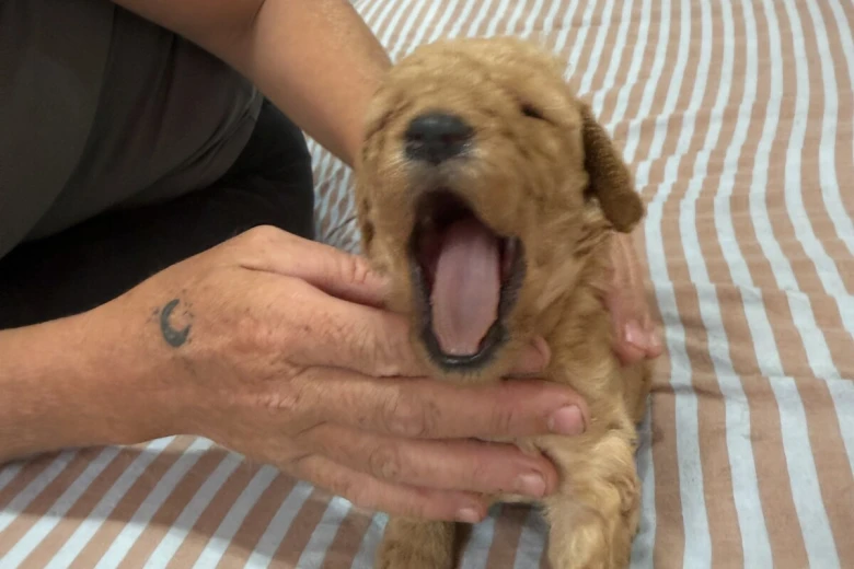 Miniature Poodle