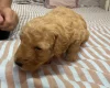 Miniature Poodle
