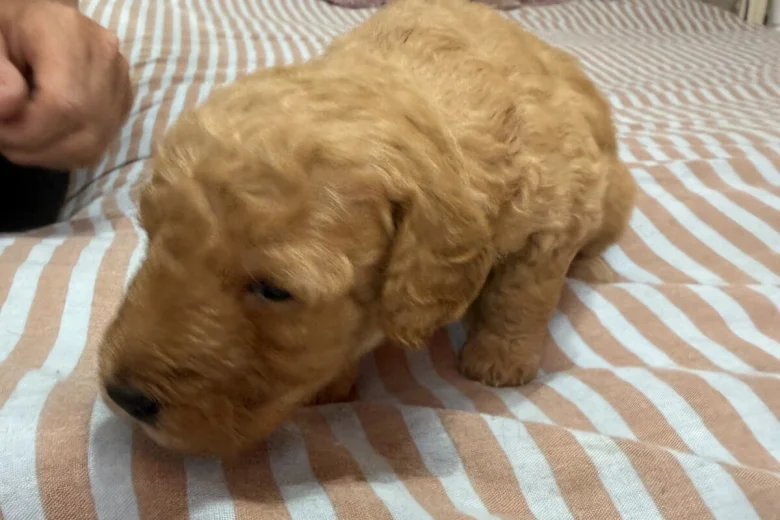Miniature Poodle