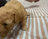 Miniature Poodle