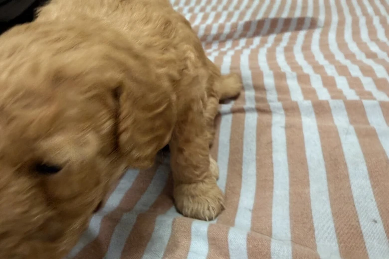Miniature Poodle