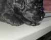 Miniature Poodle