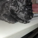 Miniature Poodle