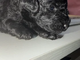 Miniature Poodle