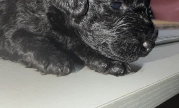 Miniature Poodle