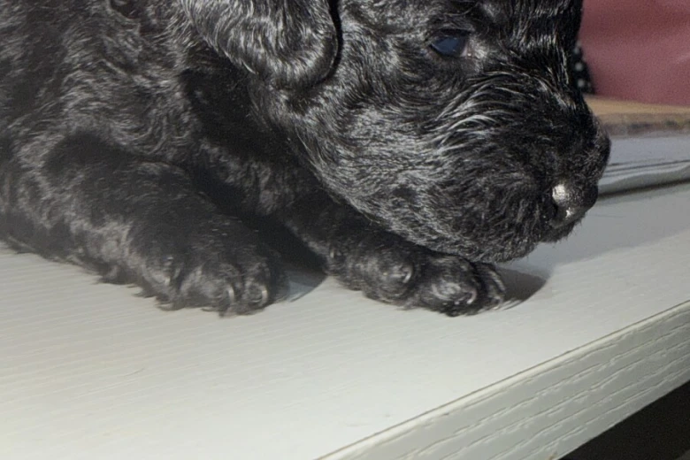 Miniature Poodle
