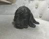 Miniature Poodle