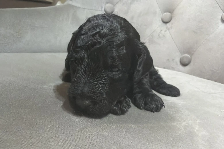 Miniature Poodle