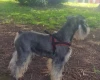 Miniature Schnauzer
