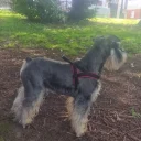 Miniature Schnauzer