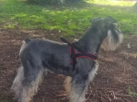 Miniature Schnauzer