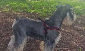 Miniature Schnauzer