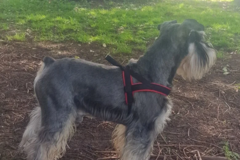 Miniature Schnauzer