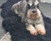 Miniature Schnauzer