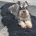 Miniature Schnauzer