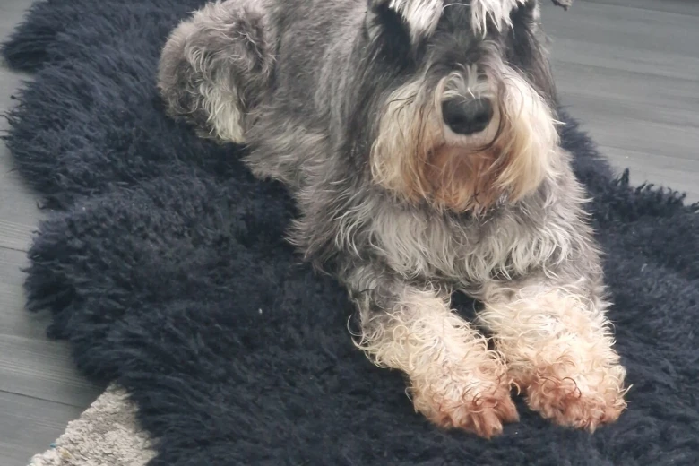 Miniature Schnauzer