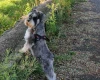 Miniature Schnauzer