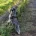 Miniature Schnauzer