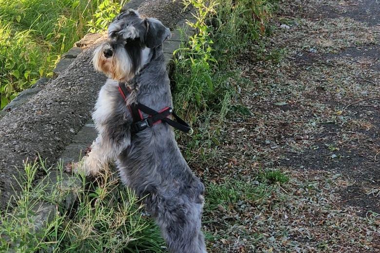 Miniature Schnauzer