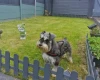 Miniature Schnauzer