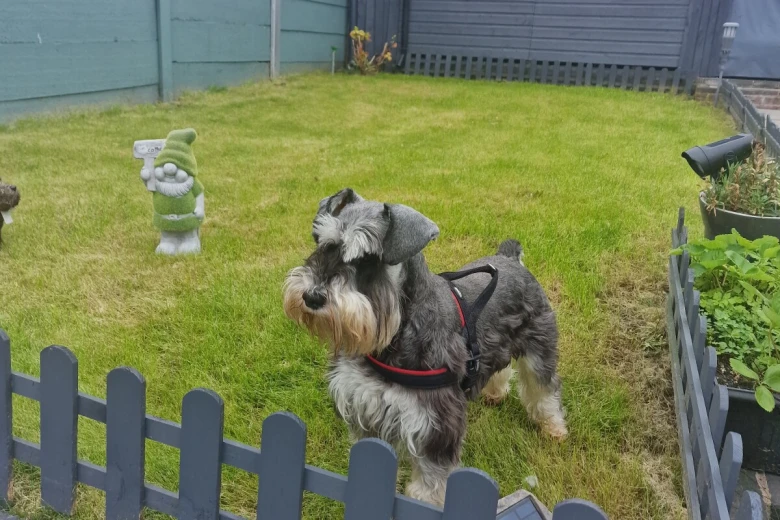 Miniature Schnauzer