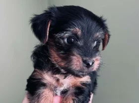 Yorkshire Terrier