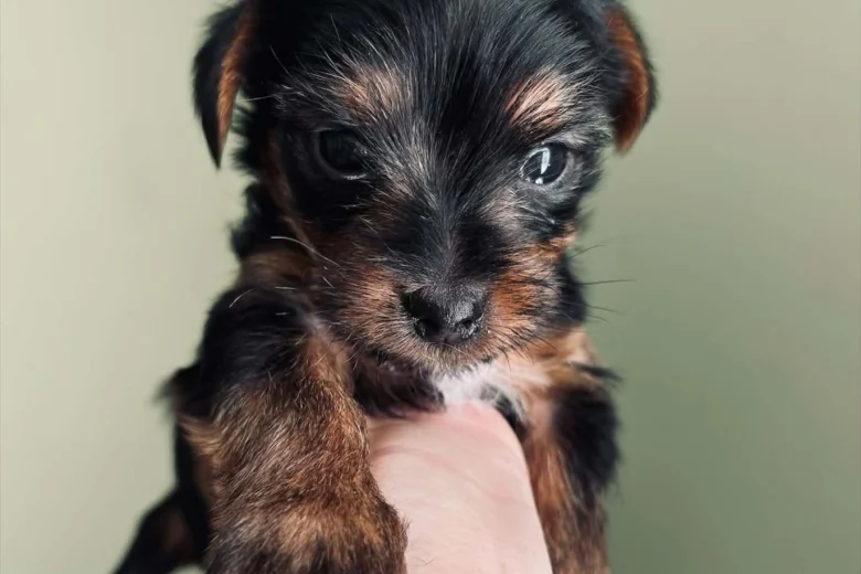Yorkshire Terrier