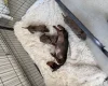 Dachshund (Miniature Smooth Haired)