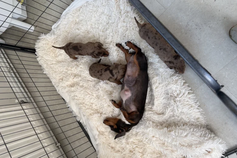 Dachshund (Miniature Smooth Haired)