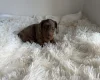 Dachshund (Miniature Smooth Haired)