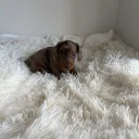 Dachshund (Miniature Smooth Haired)