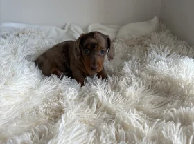 Dachshund (Miniature Smooth Haired)
