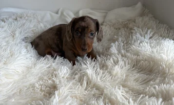 Dachshund (Miniature Smooth Haired)