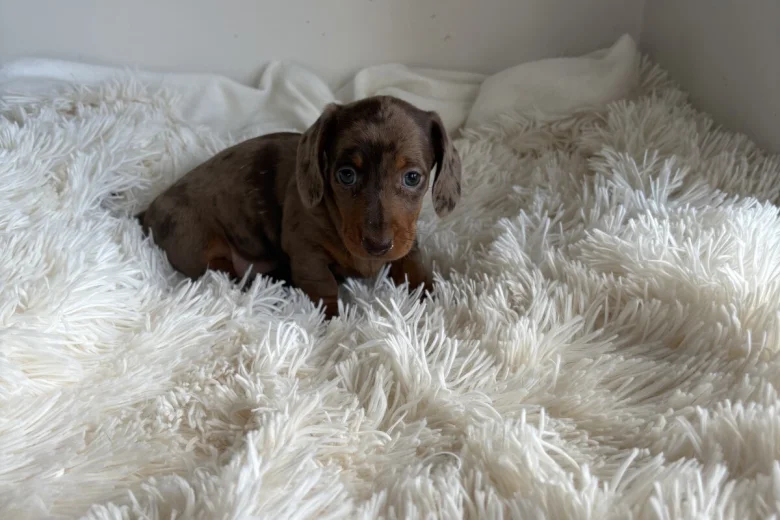 Dachshund (Miniature Smooth Haired)