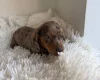 Dachshund (Miniature Smooth Haired)