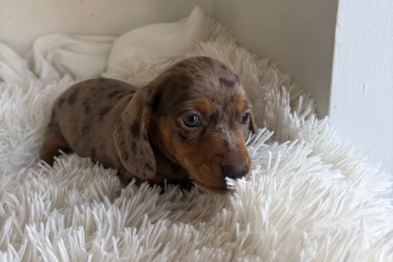 Dachshund (Miniature Smooth Haired)