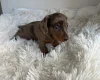 Dachshund (Miniature Smooth Haired)