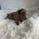 Dachshund (Miniature Smooth Haired)