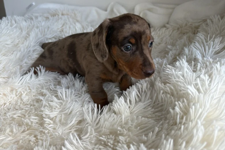 Dachshund (Miniature Smooth Haired)