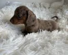 Dachshund (Miniature Smooth Haired)