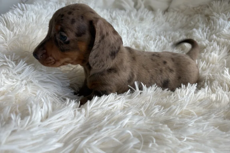 Dachshund (Miniature Smooth Haired)