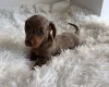 Dachshund (Miniature Smooth Haired)