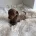 Dachshund (Miniature Smooth Haired)