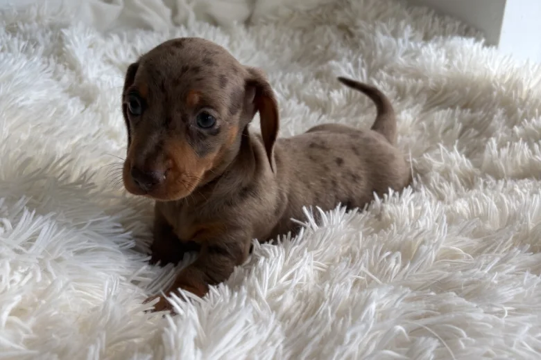 Dachshund (Miniature Smooth Haired)