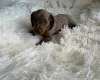 Dachshund (Miniature Smooth Haired)