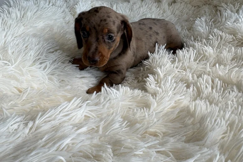 Dachshund (Miniature Smooth Haired)